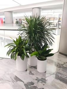 花卉租赁新体验，宁波余姚专业等你来